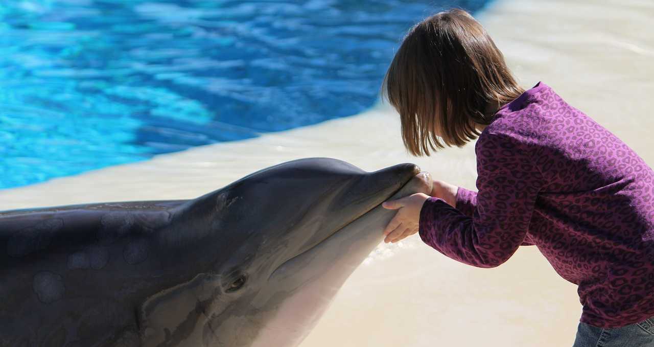 A dolphin meets a child at an aqua park